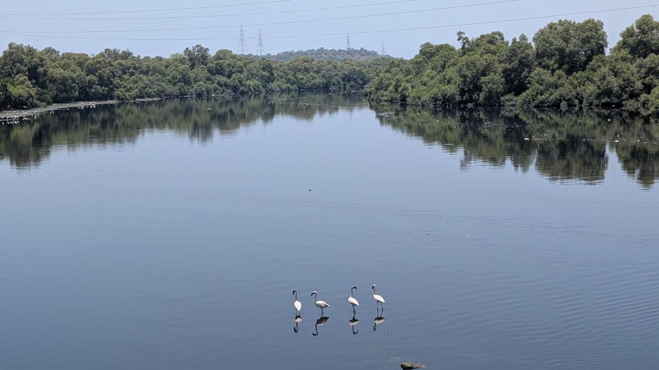 ​Flamingos flock to Mogara Nullah in Andheri 