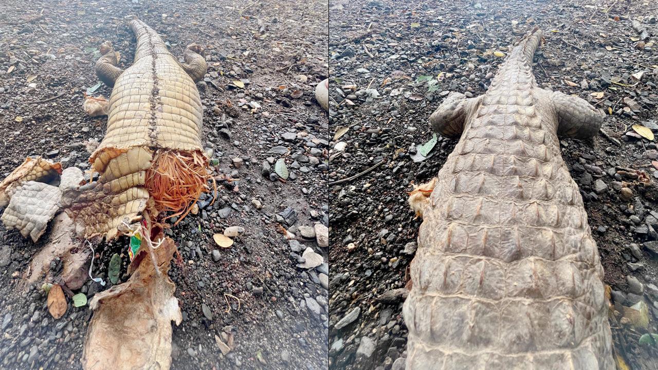 ​Mumbai: Mugger crocodile body recovered in mutilated condition at Aarey 