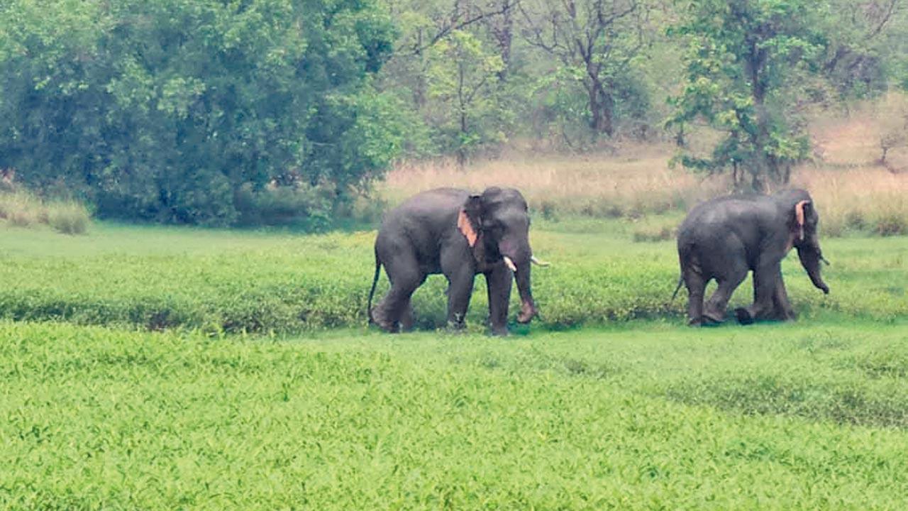 ​Forest dept relieved as elephants leave Tadoba 