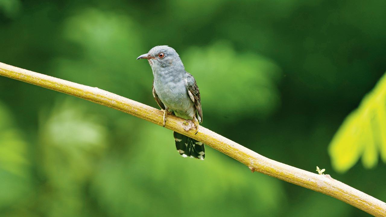 ​Surprise visitor in Aarey’s backyard surprises birdwatchers 