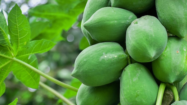 Say Yes To Raw Papaya: The Secret To A Healthier, Happier Summer