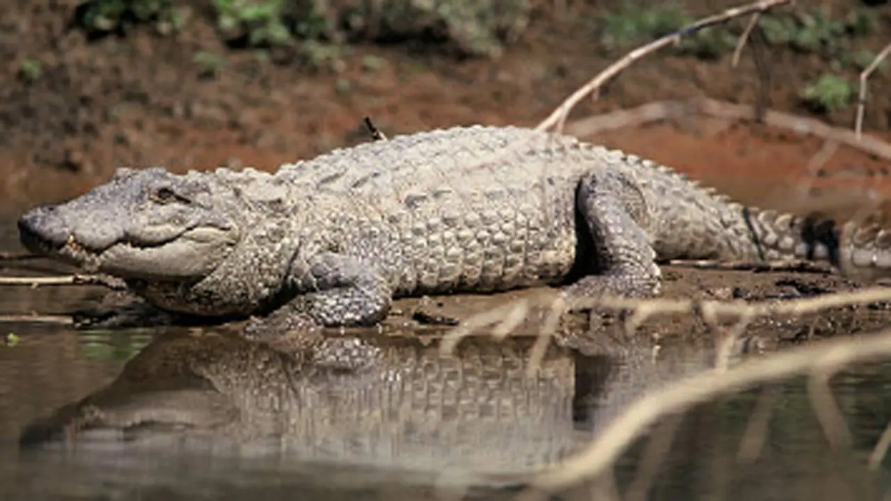 ​Mumbai`s SGNP rescuer injured while relocating Indian Marsh crocodile 