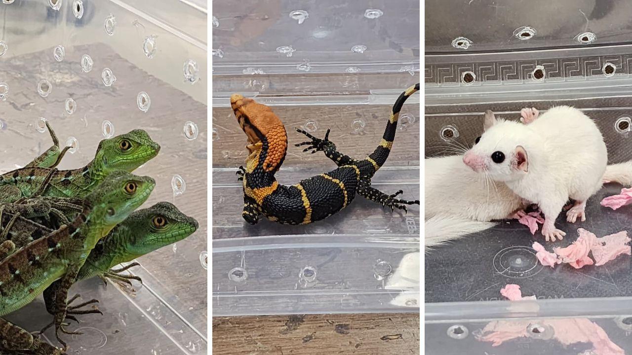 ​Passenger caught smuggling 67 exotic animals at Mumbai Airport 