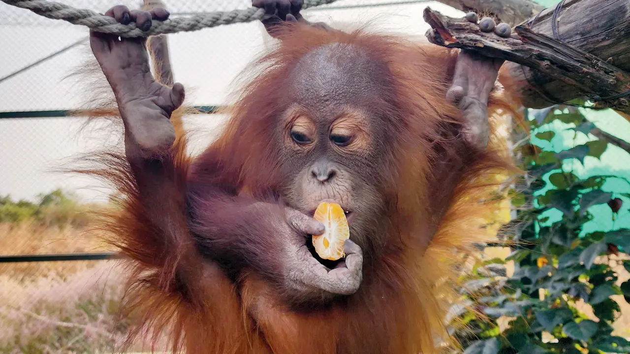 ​Mumbai: Baby orangutan rescued in Dombivli to be repatriated to Indonesia 
