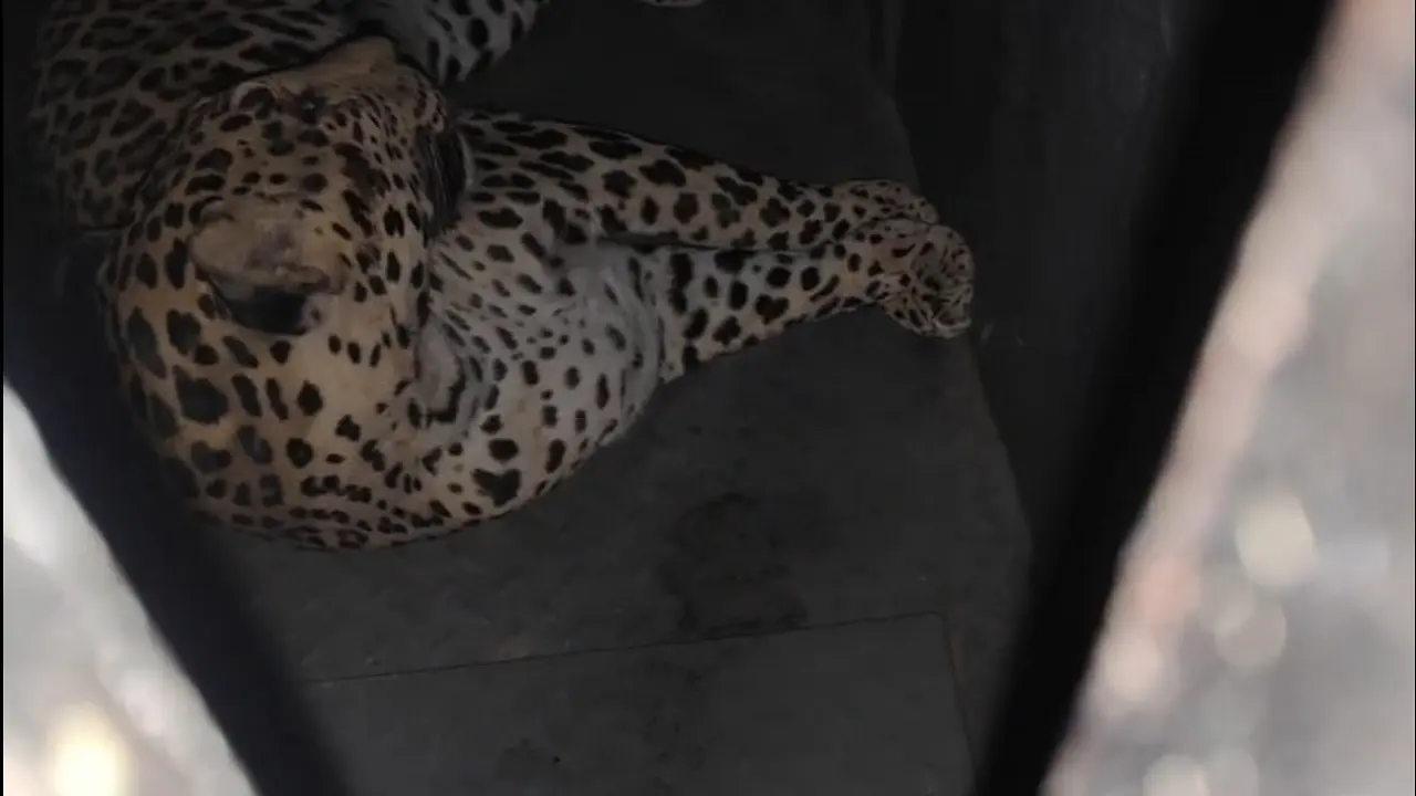 ​Leopard at Pune airport captured after months-long, multi-agency operation 