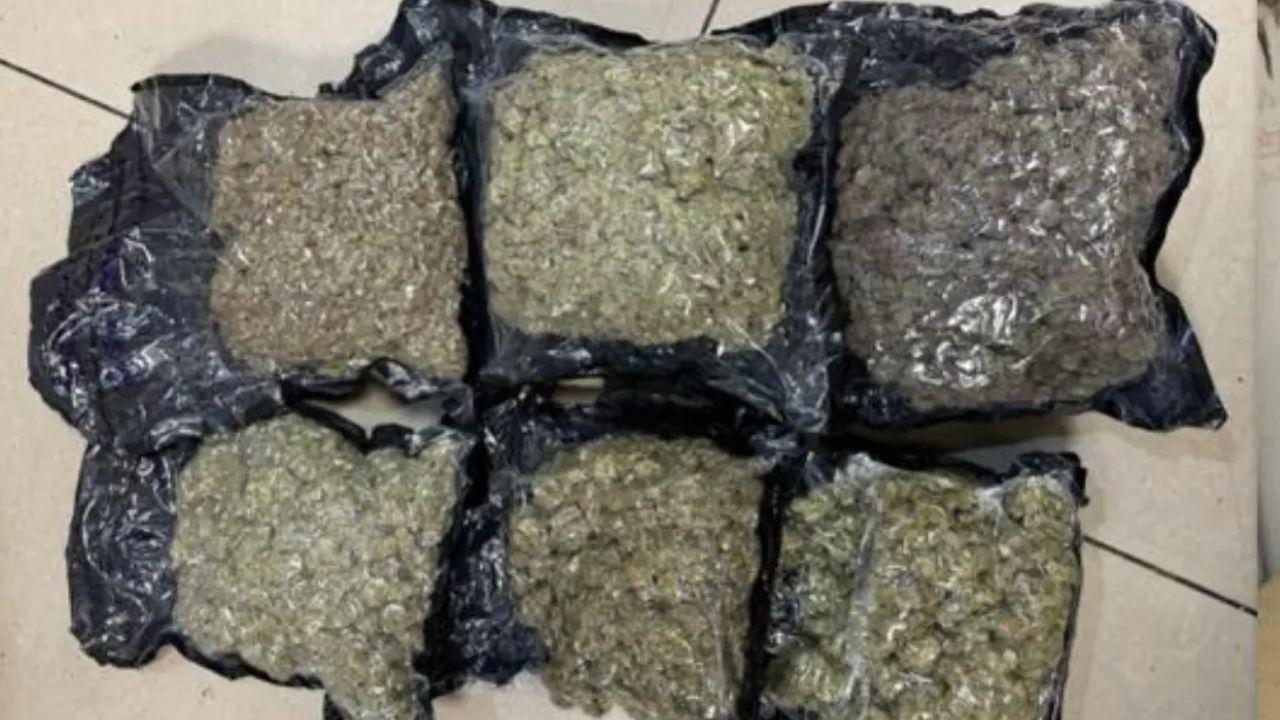 ​Mumbai: Custom department seizes hydroponic weed worth Rs 43 crore 