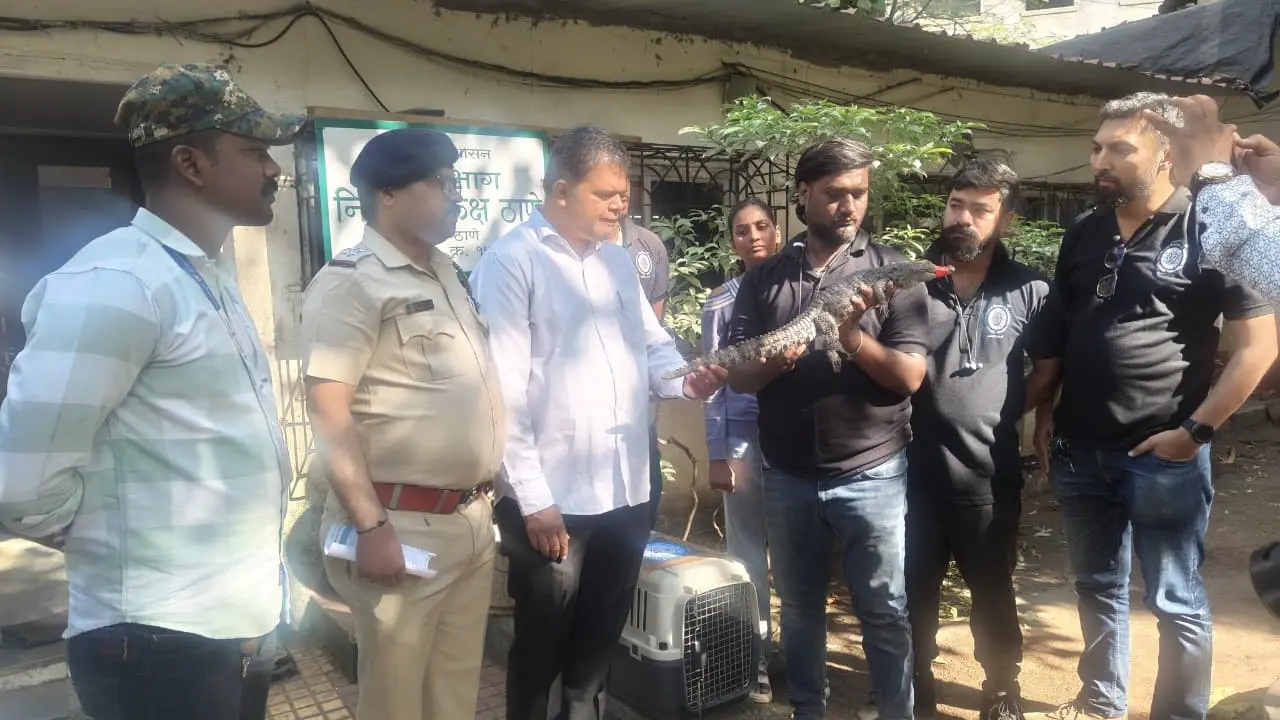 ​Crocodile rescued from Kurla pond after continuous monitoring 