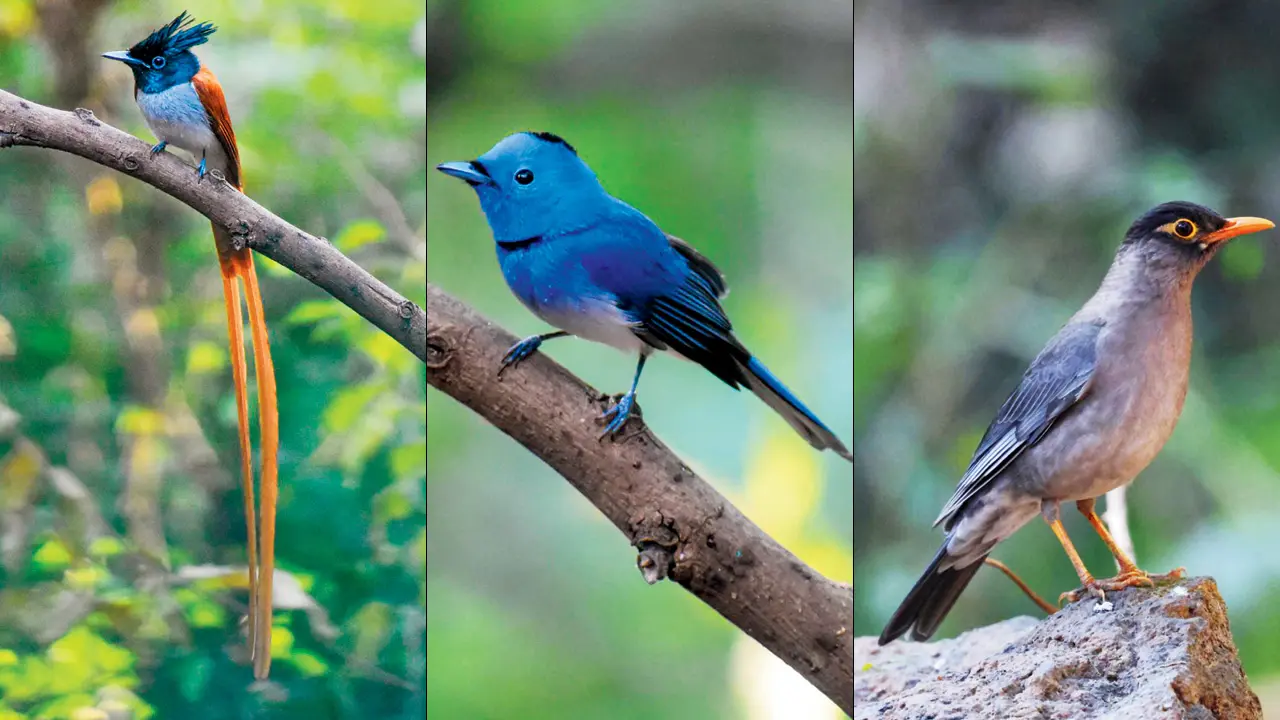 Explore the avian world of SGNP in Mumbai as this new `bird hide` opens