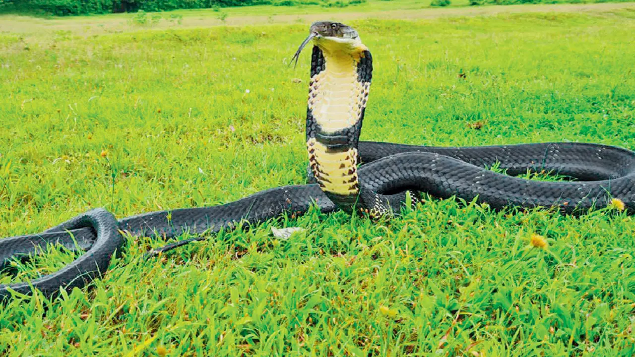 ​Dr Sanjay Molur: ‘Snakes see us before we see them’ 