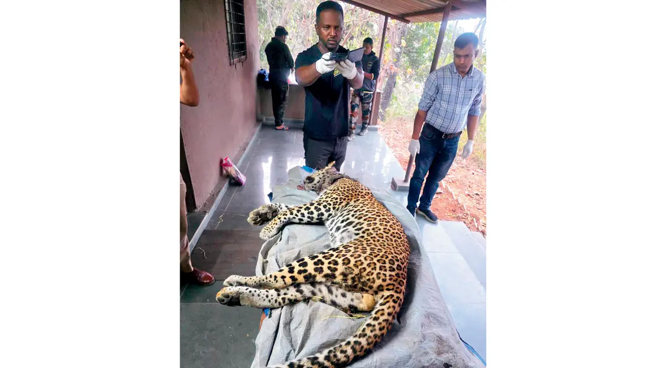 SGNP leopard death under scanner after post-mortem reveals severe blood loss