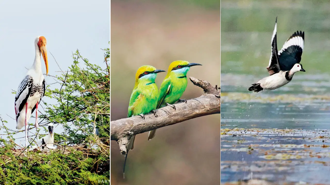 Nandur Madhmeshwar sanctuary completes 40 years, home to 265 bird species