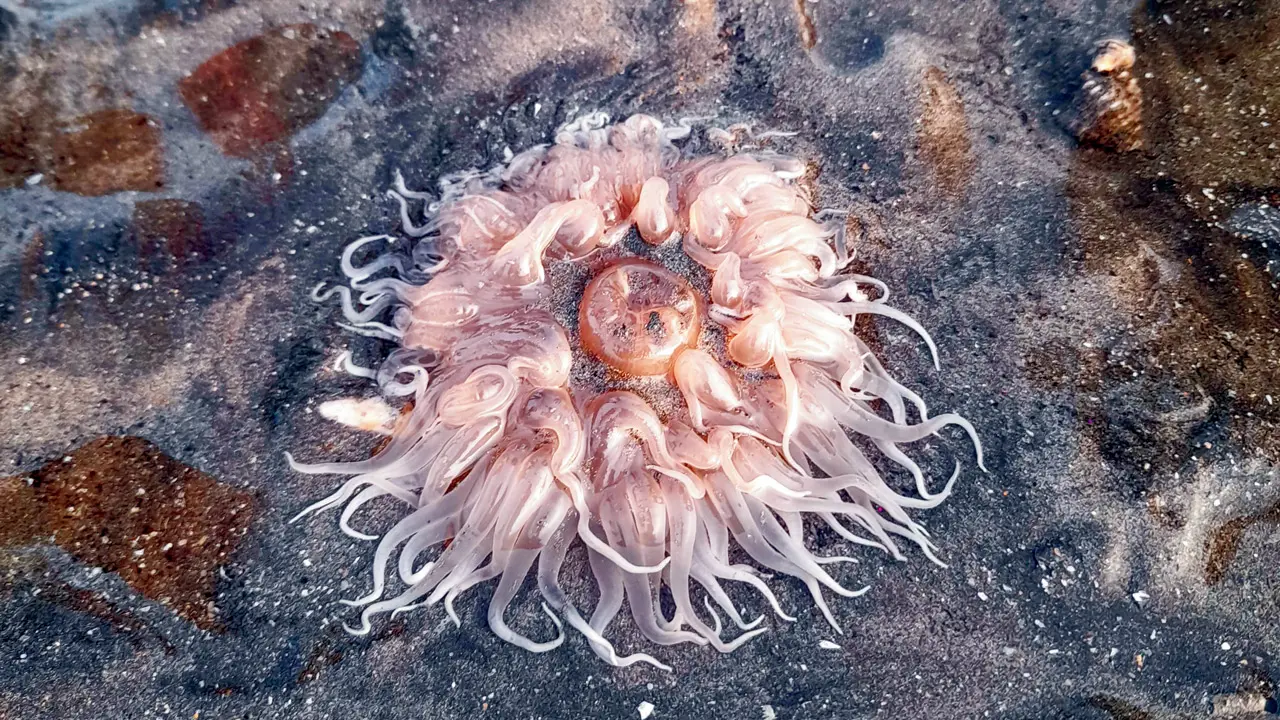 Discover the beauty of marine life on Juhu`s shoreline with this immersive walk