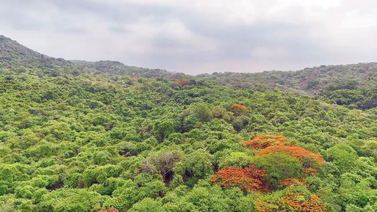 ​Thane: Forest department objects to temporary mining permit near SGNP 
