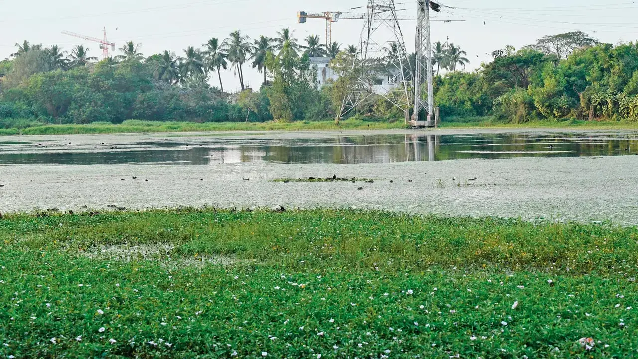 ​Maharashtra launches wetland identification process in Mumbai and suburbs 