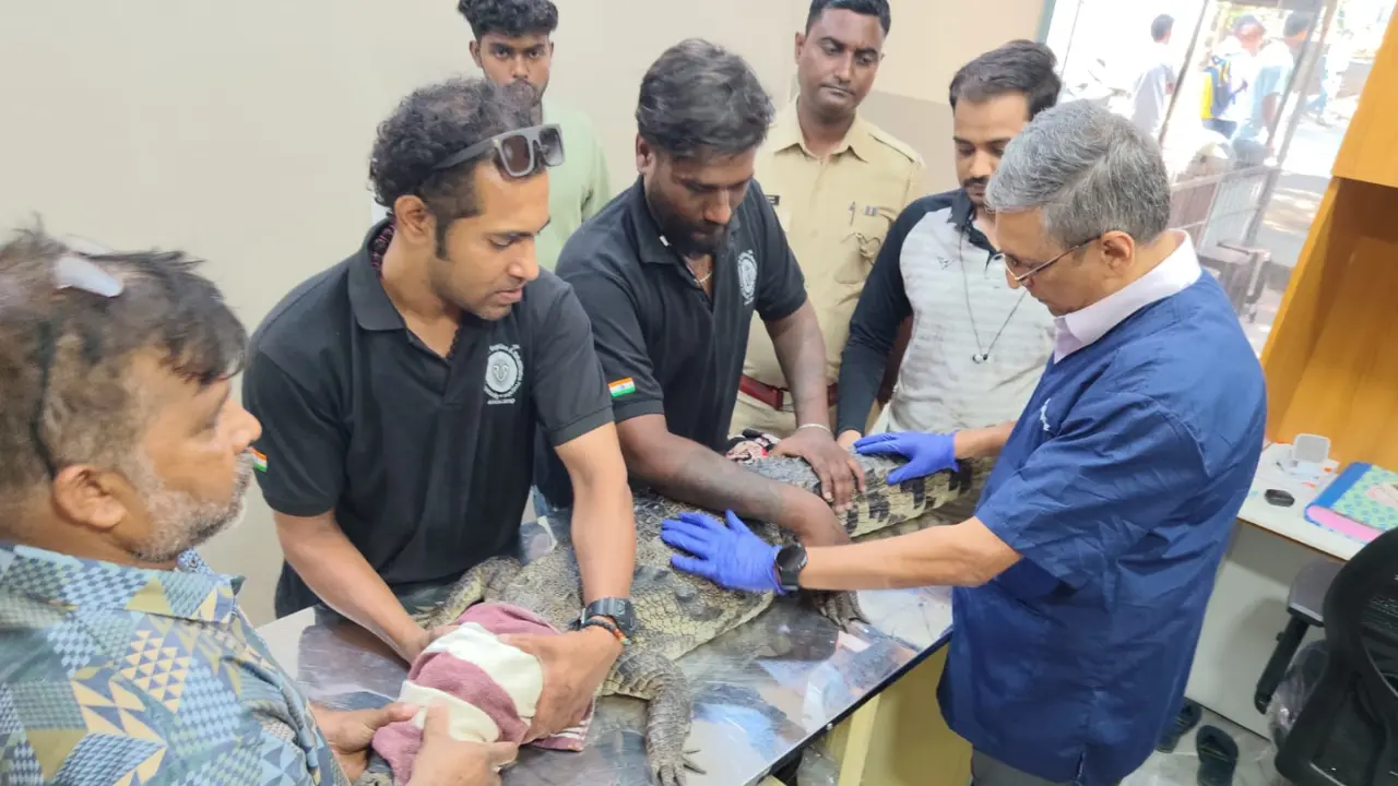 ​Marsh crocodile rescued from IIT-Bombay Powai residential area 