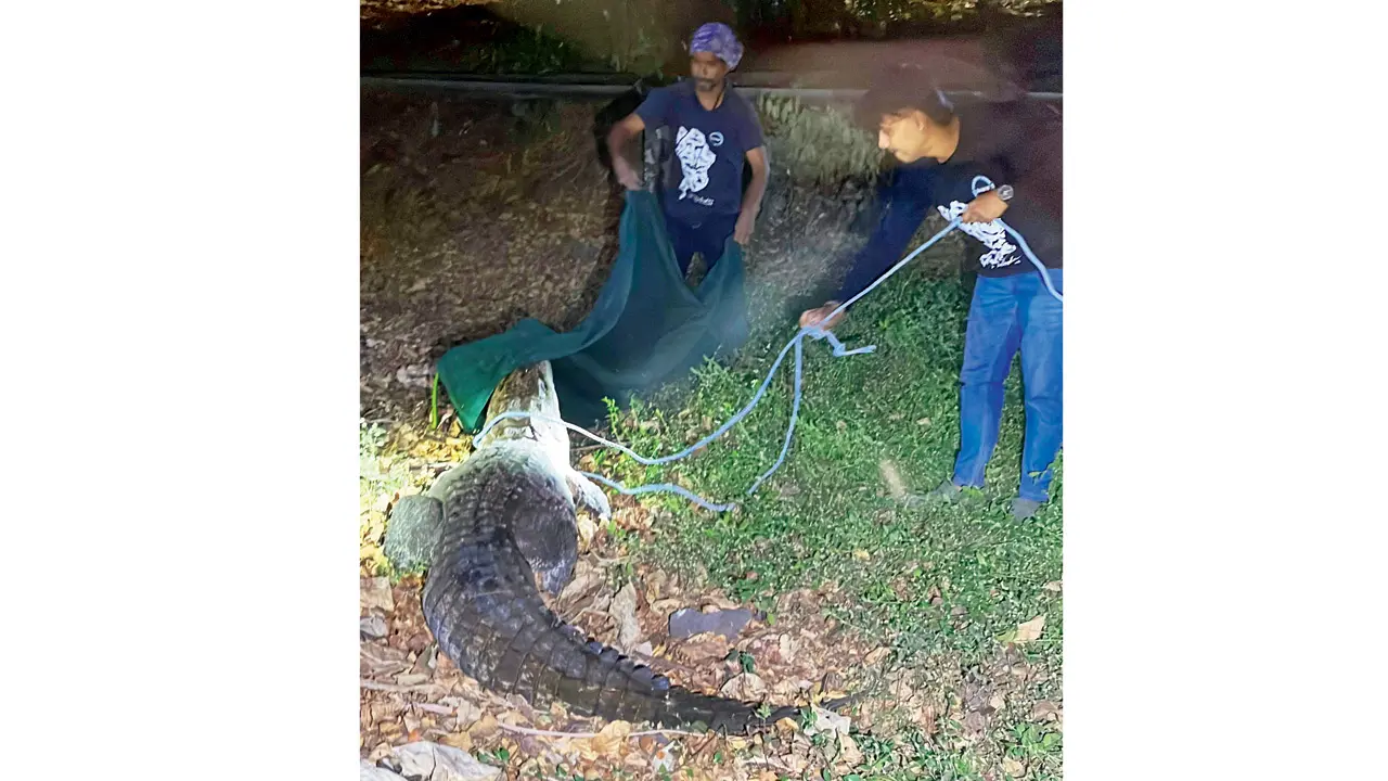 ​Two crocs in Mira-Bhayandar water body surprises locals, forest teams rescue 