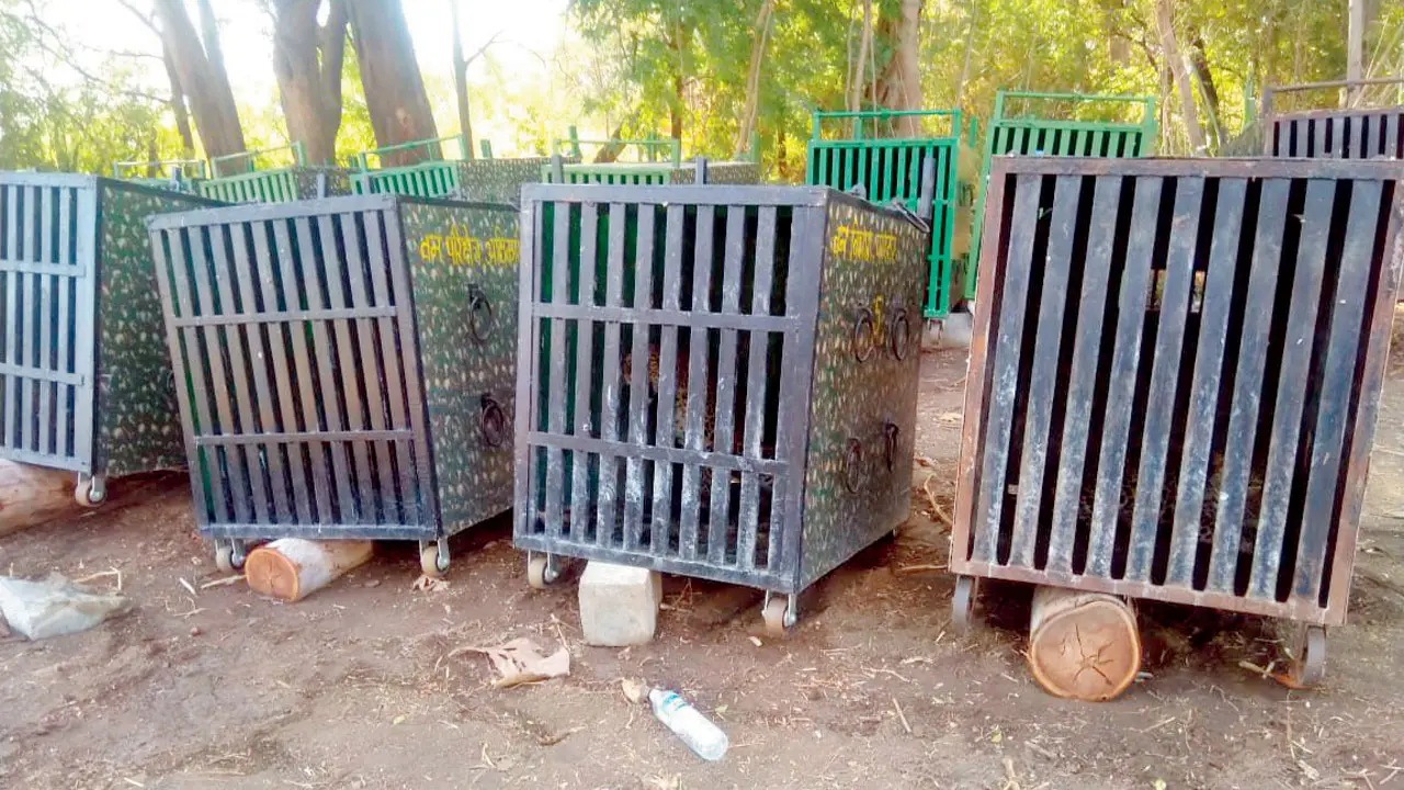 ​PETA writes to Maharashtra forest officials over captive leopards in Ahilyanagar 