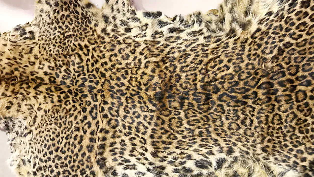 Forest officials seize leopard skin, two arrested in Palghar district
