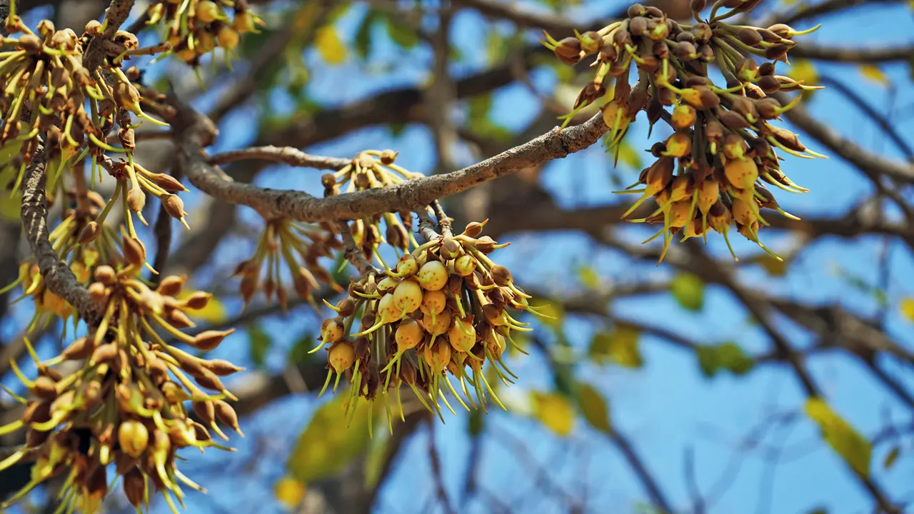 ​Immerse in this unique festival in Madhya Pradesh to celebrate the Mahua plant 