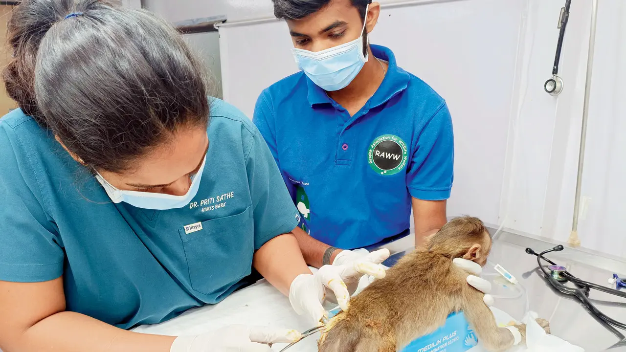 Forest department offers Rs 25,000 reward to catch Yeoor monkey arrow attacker