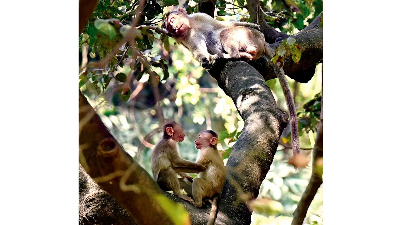 ​Mumbai Diary | Wednesday Dossier 