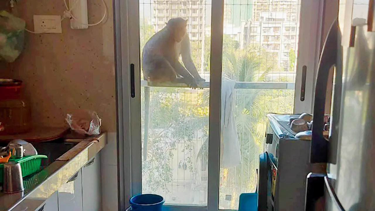 ​Monkeys on the loose: Borivali high-rise residents struggle with intrusions 