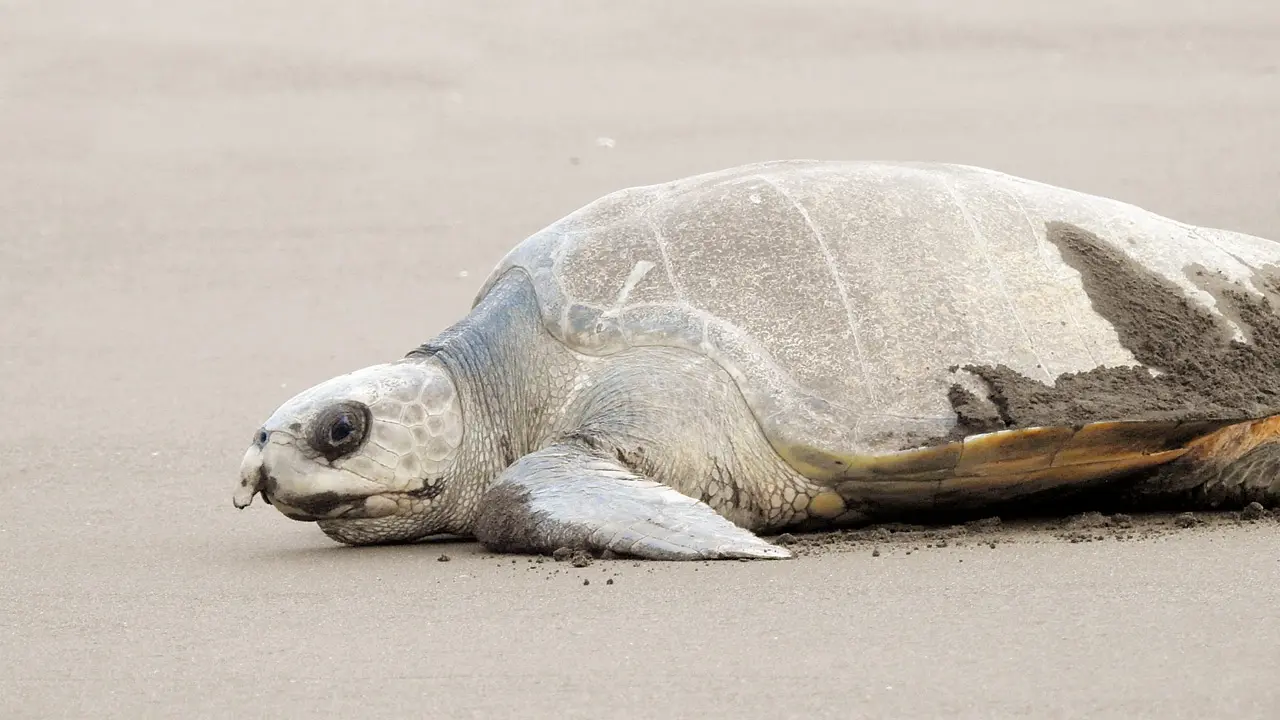 ​Nearly 1.7 lakh Olive Ridley hatchlings released into Arabian Sea this season 