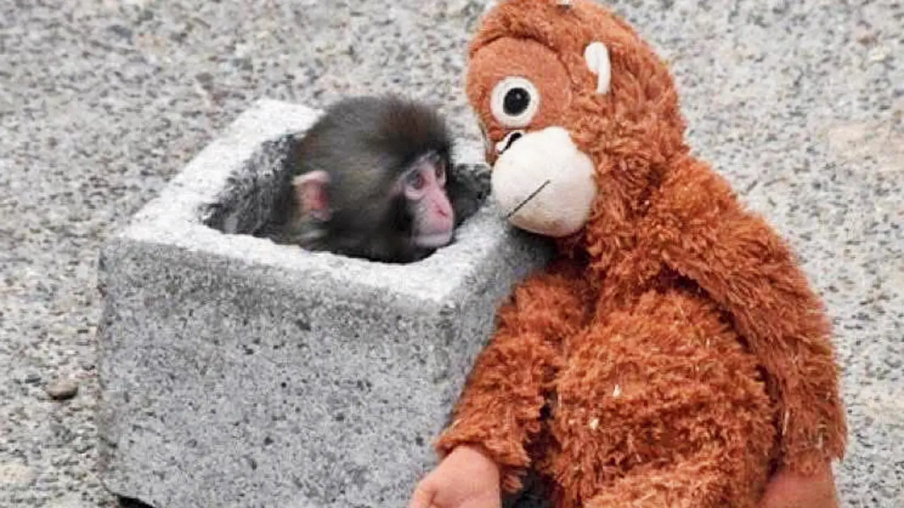 ​As Japanese monkey Punch goes viral, wildlife experts dive into the behaviour 