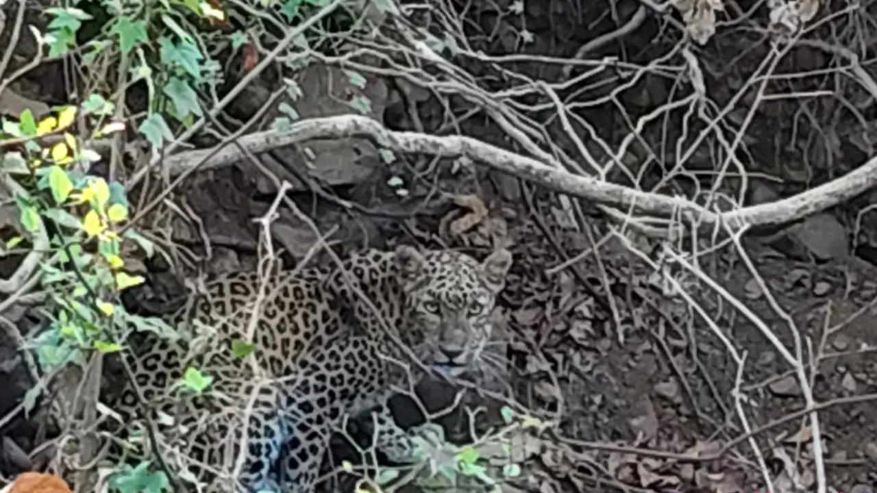 ​Mumbai: Father, son injured in leopard attack near Kurar village close to SGNP 