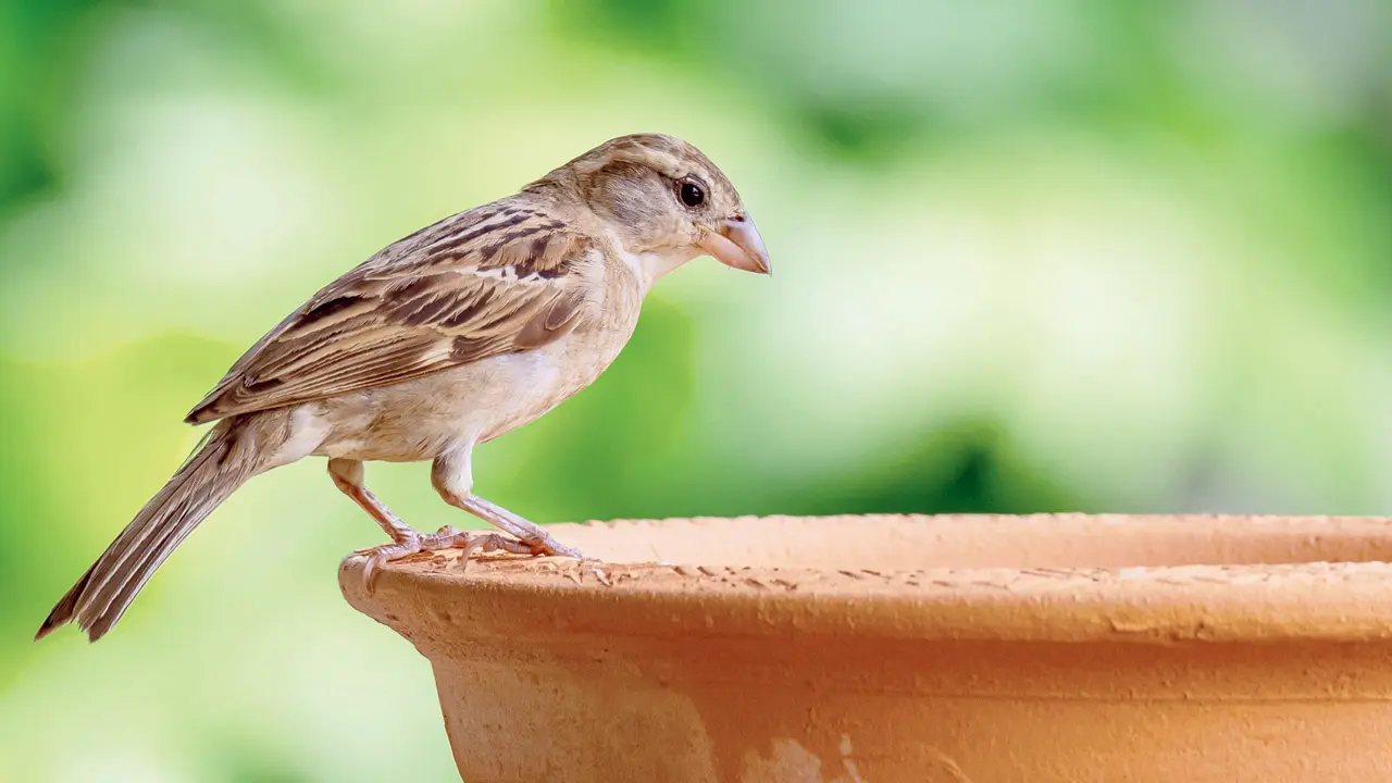 ​World Sparrow Day 2026: Easy ways to help the bird thrive in cities 