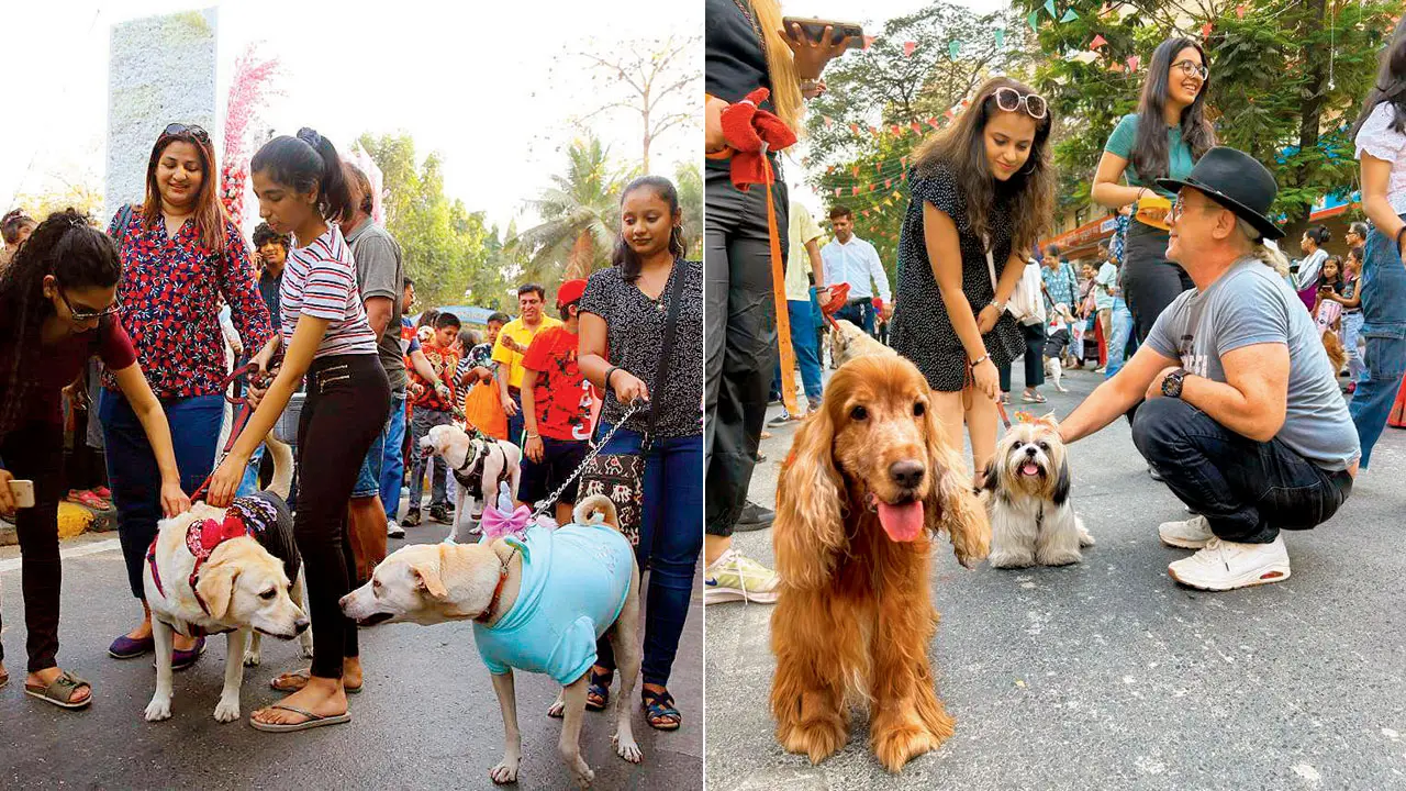 Mumbai: Over 200 dogs parade in costumes at Chembur Festival