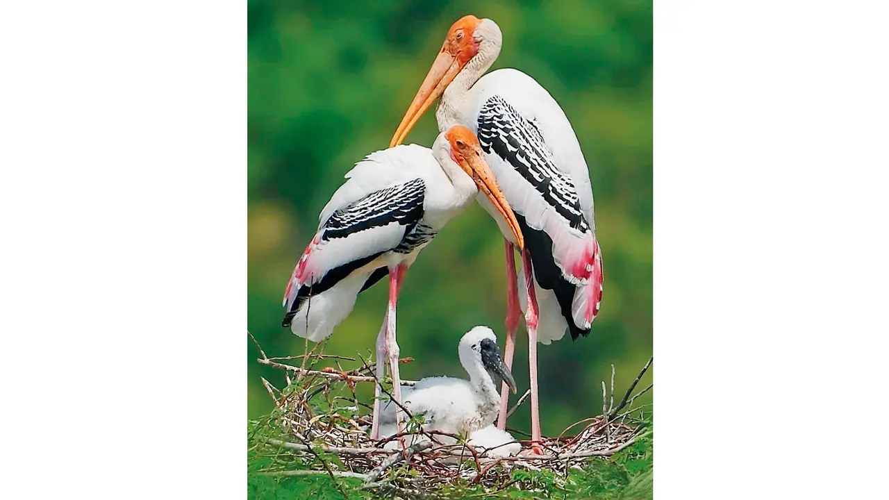 Painted Storks become permanent residents at Nandur Madhmeshwar Sanctuary