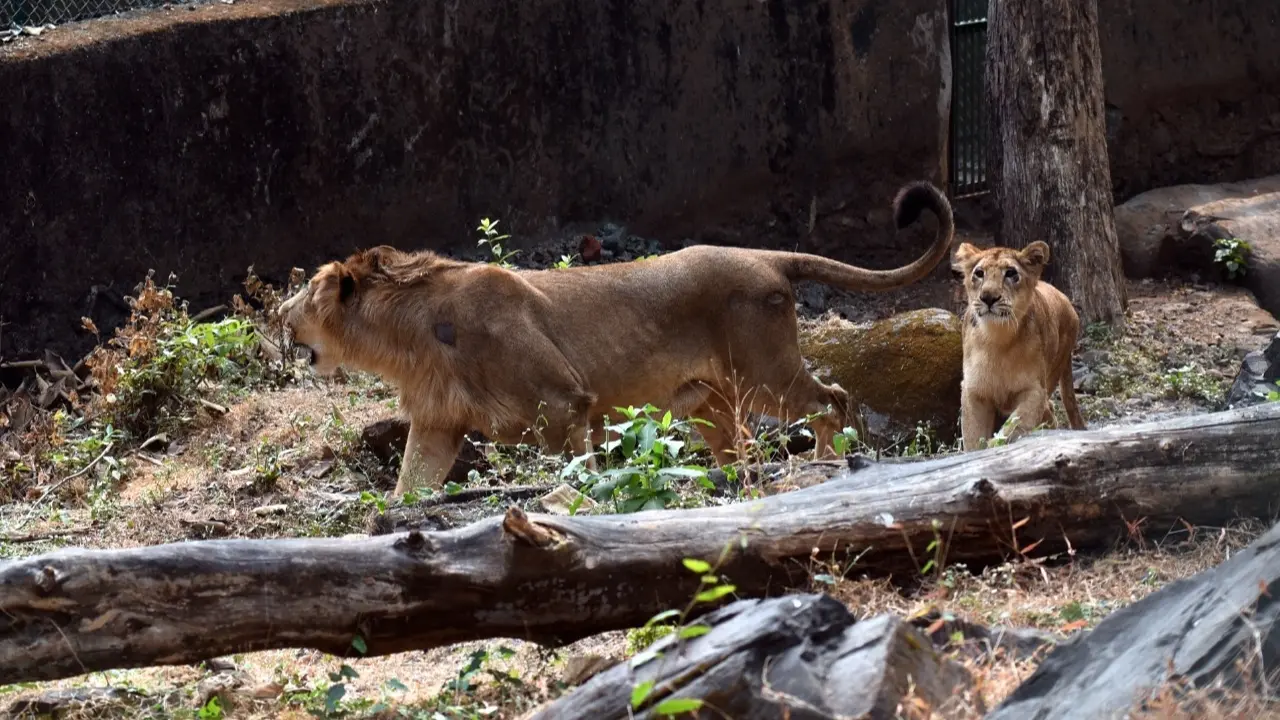 ​Mumbai mayor writes to Gujarat CM, requests to send Asiatic lions at Byculla zoo 