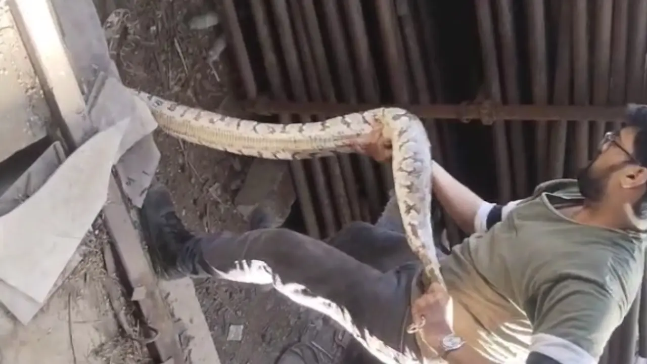 ​7-foot Indian Rock Python rescued near Jio World Drive at BKC 