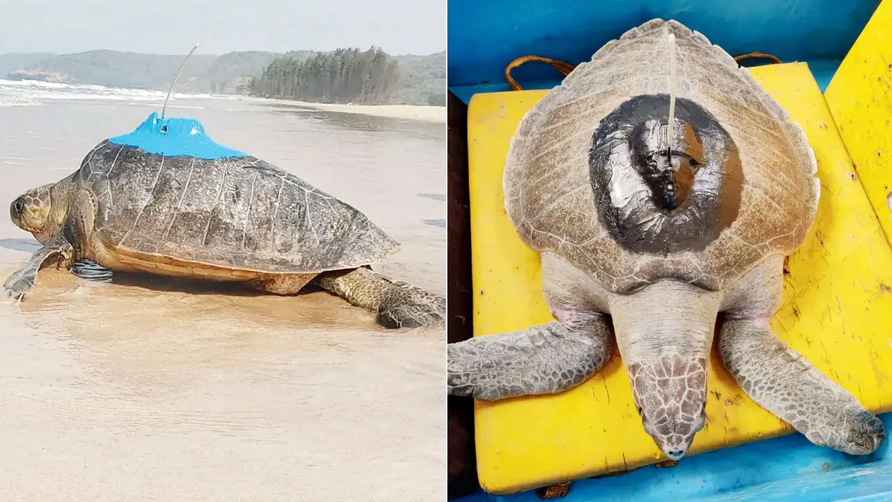 ​Satellite-tracked Olive Ridley turtle Dhaval Lakshmi spotted near Oman coast 