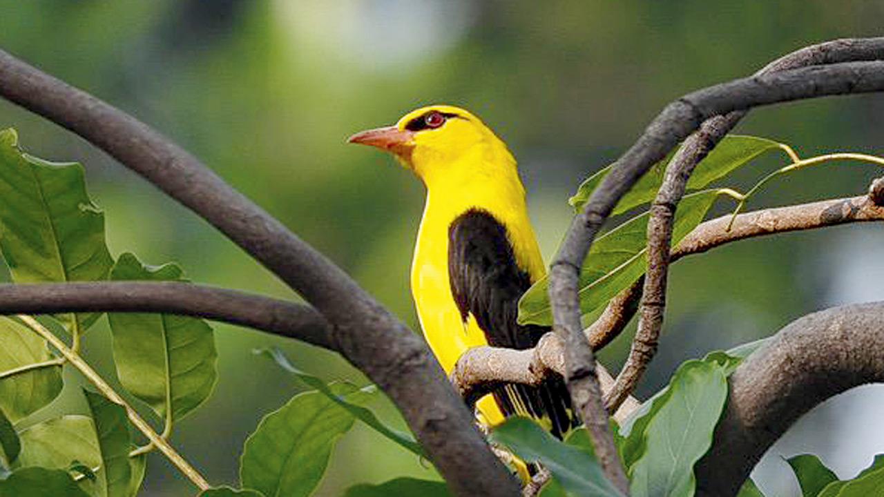 ​Attend this session in Mumbai to get introduced to birds in your own backyard 
