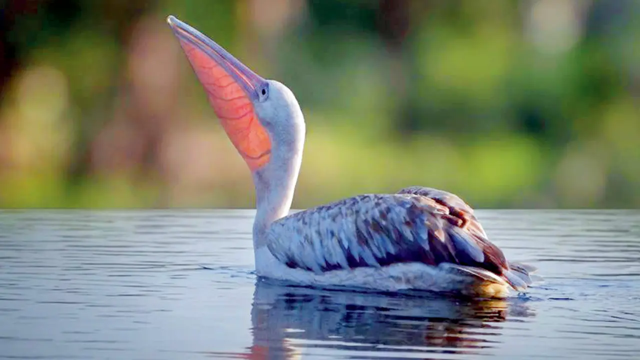 ​Maharashtra’s skies surprise birders with rare winged visitors 
