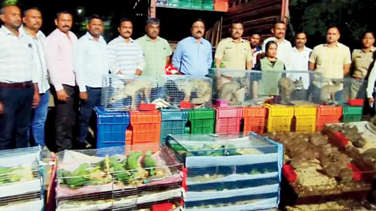 Five foxes, 240 birds rescued in wildlife trafficking bust in Nandurbar