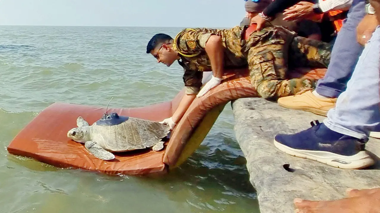 ​Olive ridley ‘Dhaval Lakshmi’ heads back towards Maharashtra coast 