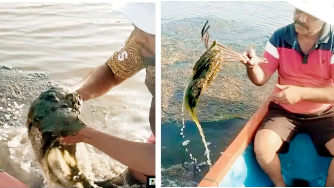 Sewage-hit DPS Flamingo Lake in Navi Mumbai turns toxic, activists demand action