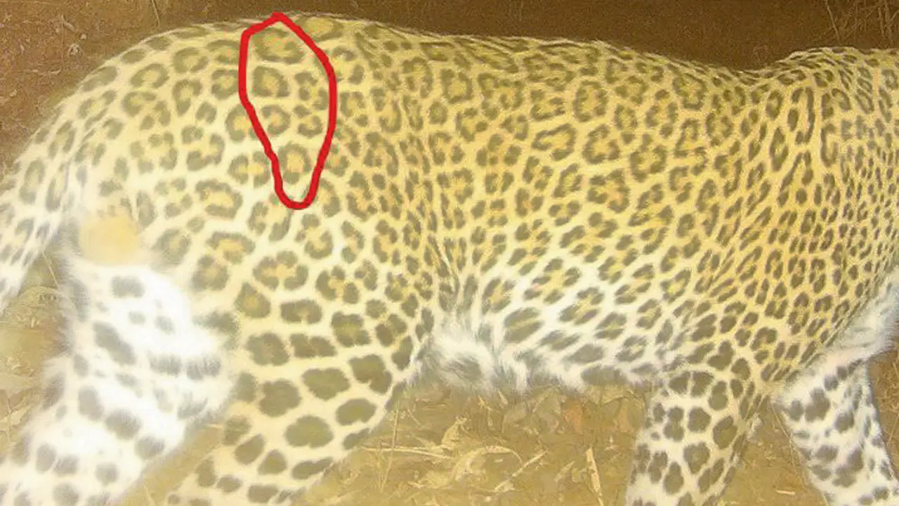 ​Did poachers also kill leopard found dead in Feb? Hunt for 3 main poachers on 