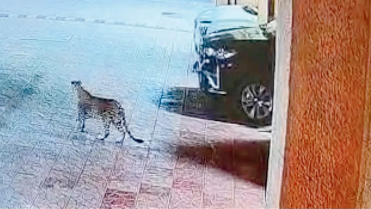 Mumbai: Leopard trap cage in Malad sparks debate over wildlife protocol