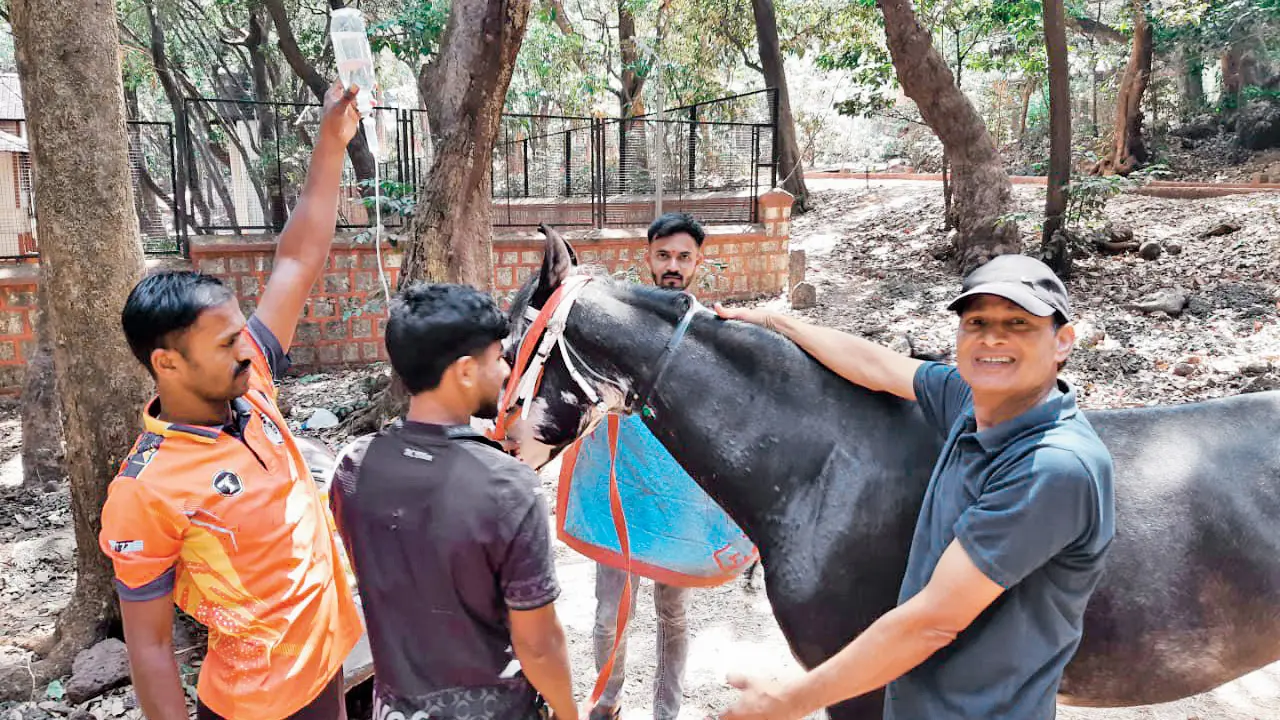 Veteran vet steps in to the rescue of Matheran’s ailing horses