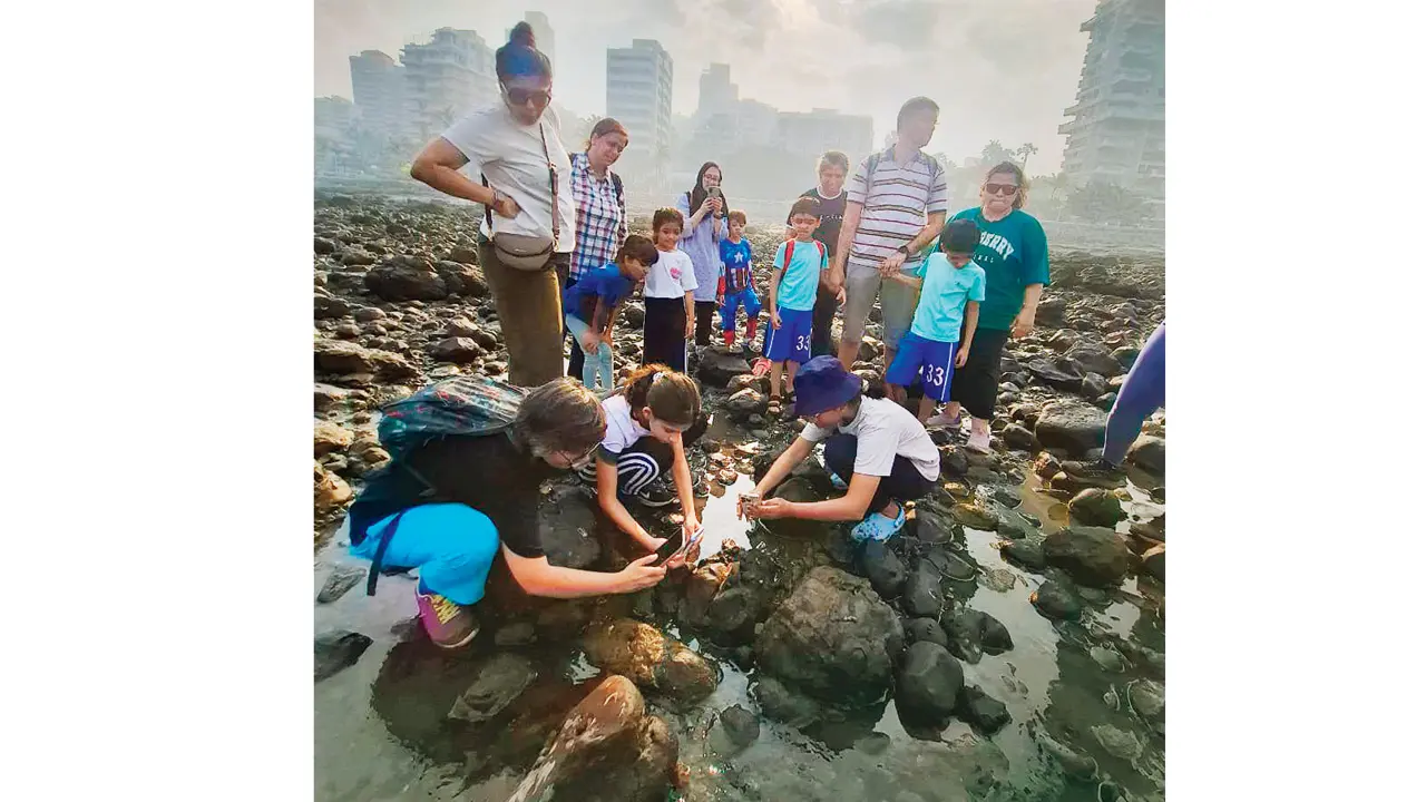 Attend a walk this weekend to learn about Mumbai`s diverse marine life