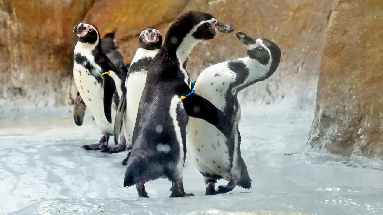 ​Meet Mumbai’s Humboldt penguins thriving in tropical conditions 