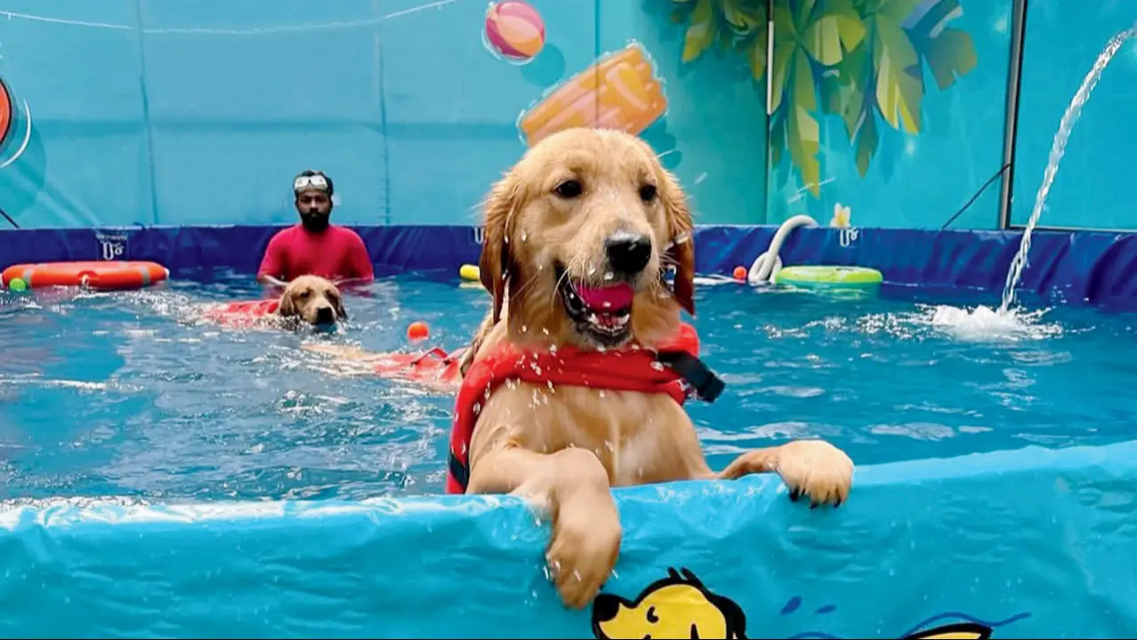 Mumbai’s top pet parks, cafes and experiences for your furry friends