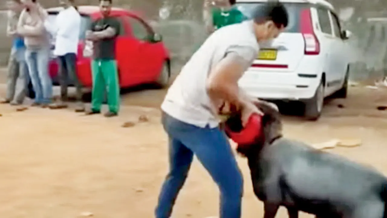 ​Rocky vs Chamkila: Illegal sheep fight ends in one death, FIR filed 