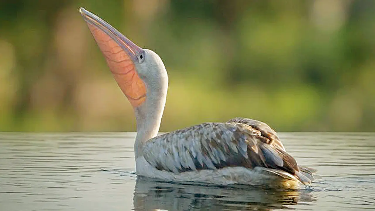 ​Birdwatchers thrilled as rosy pelicans spotted at Nandur wetland after 21 years 