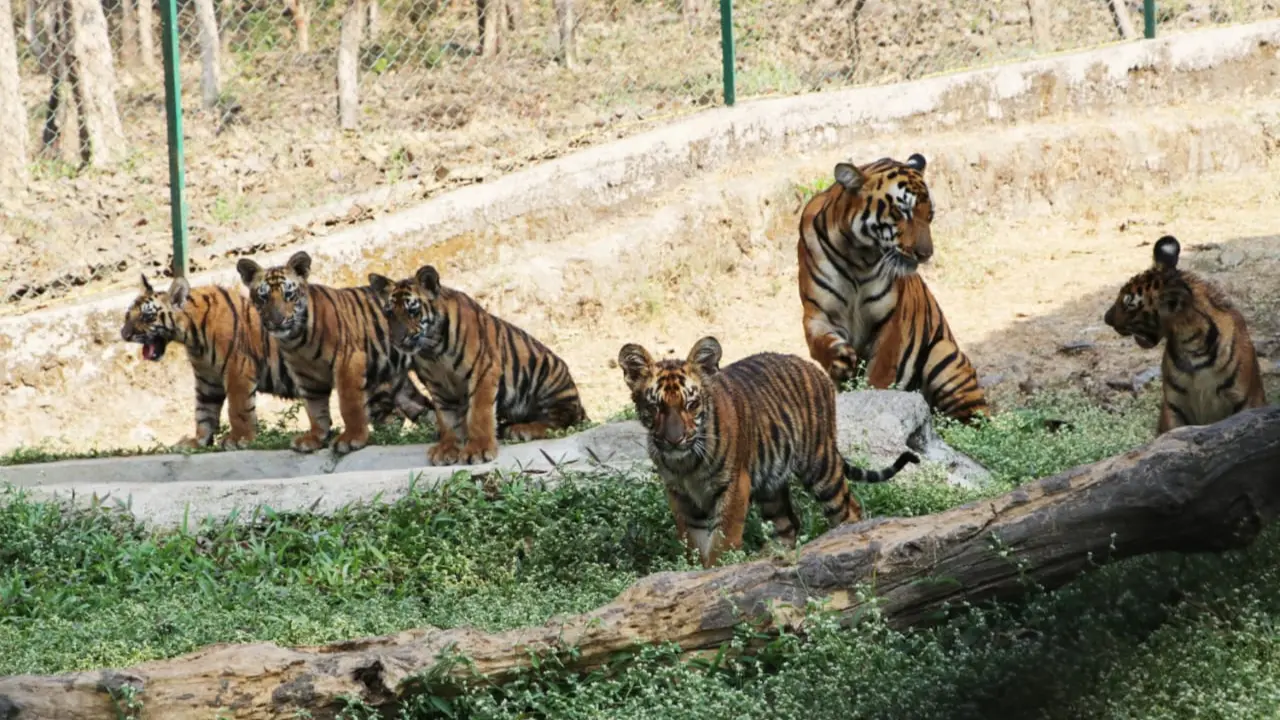 ​Six-month-old captive tiger cub at Mumbai`s SGNP dies of infection 