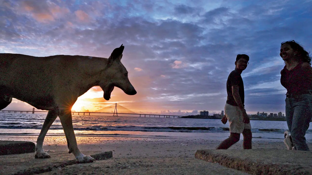 ​Civic body seeks NGOs to build, run facility under Supreme Court mandate 